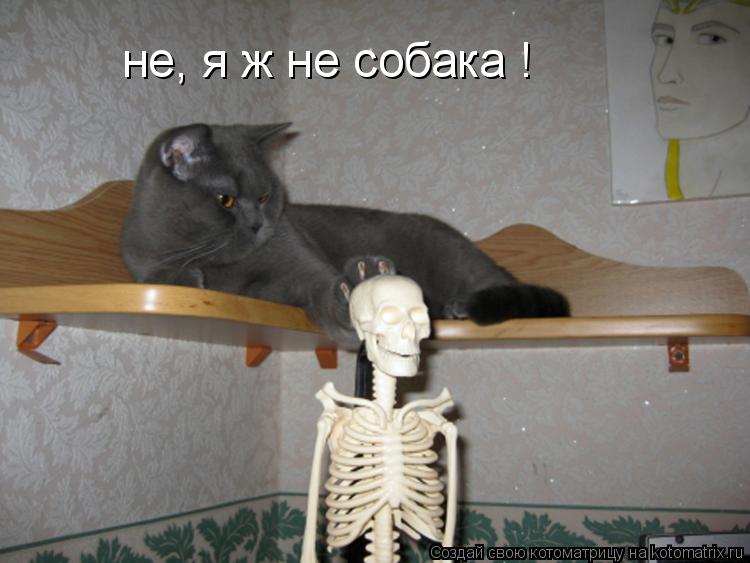 Котоматрица: не, я ж не собака !