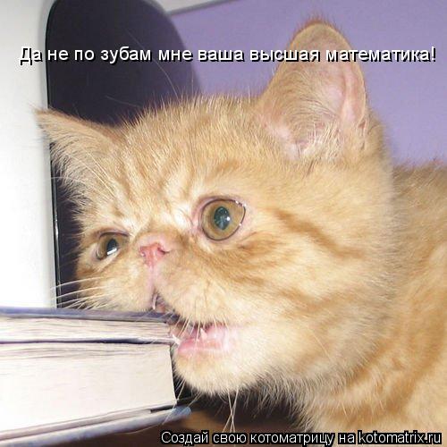 Котоматрица: Да не по зубам мне ваша высшая математика!