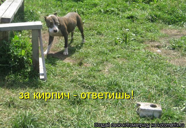 Котоматрица: за кирпич - ответишь!
