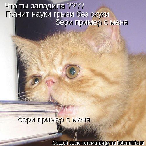 Котоматрица: Что ты заладила ???? Гранит науки грызи без скуки  бери пример с меня бери пример с меня