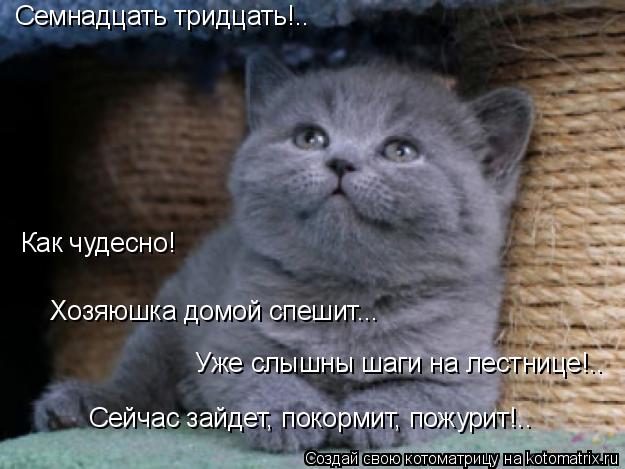 Котоматрица: Семнадцать тридцать!.. Как чудесно! Хозяюшка домой спешит... Уже слышны шаги на лестнице!.. Сейчас зайдет, покормит, пожурит!..