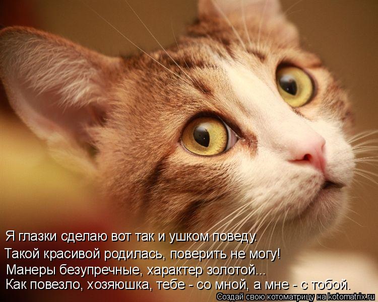 Котоматрица: Я глазки сделаю вот так и ушком поведу. Такой красивой родилась, поверить не могу! Манеры безупречные, характер золотой... Как повезло, хозяю
