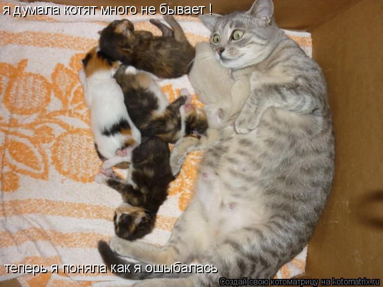 Котоматрица: я думала котят много не бывает ! теперь я поняла как я ошыбалась