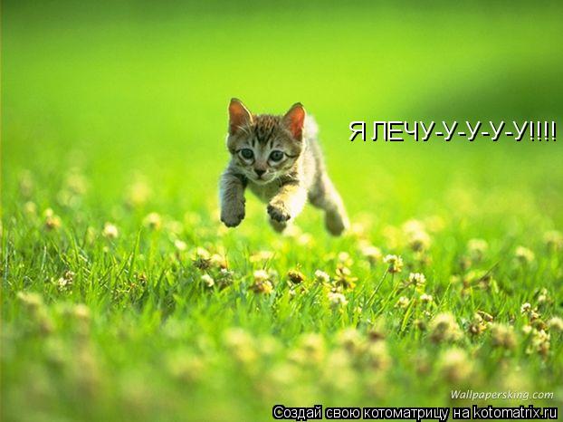 Котоматрица: Я ЛЕЧУ-У-У-У-У!!!!