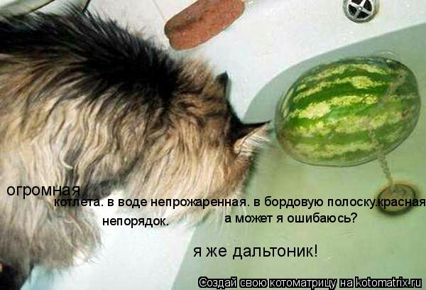Котоматрица: котлета. в воде непрожаренная. в бордовую полоску.красная. непорядок. а может я ошибаюсь? я же дальтоник! огромная