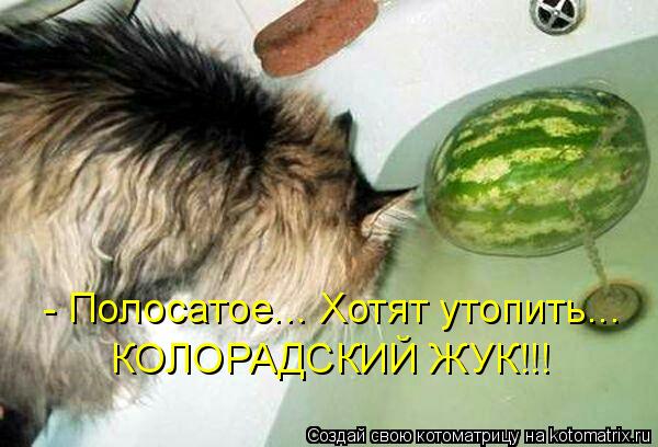 - Полосатое... Хотят утопить... КОЛОРАДСКИЙ ЖУК!!!... Котоматрица: - Полосатое... Хотят утопить... КОЛОРАДСКИЙ ЖУК!!!