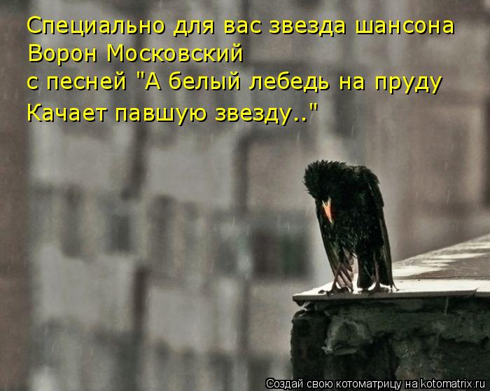 Котоматрица: Специально для вас звезда шансона Ворон Московский  с песней "А белый лебедь на пруду Качает павшую звезду.."