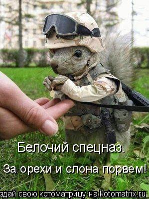 Белочий спецназ. За орехи и слона порвем!... Котоматрица: Белочий спецназ. За орехи и слона порвем!