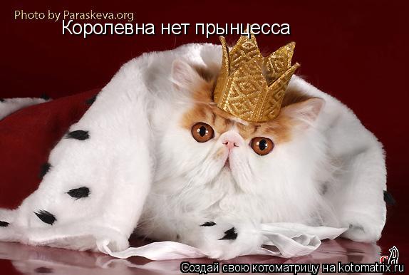 Королевна нет прынцесса... Котоматрица: Королевна нет прынцесса