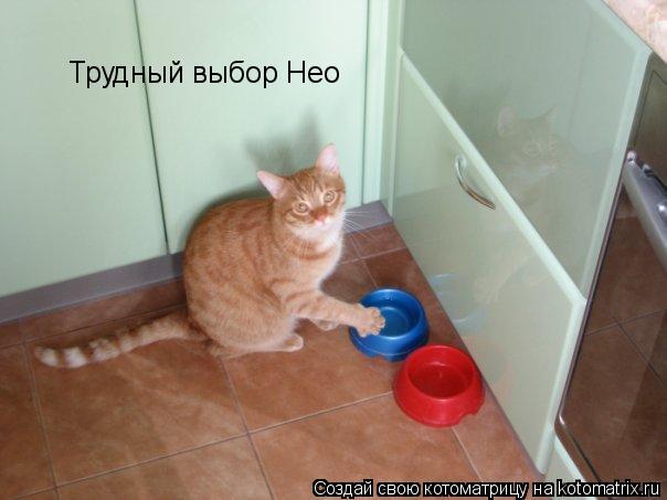 Трудный выбор Нео... Котоматрица: Трудный выбор Нео