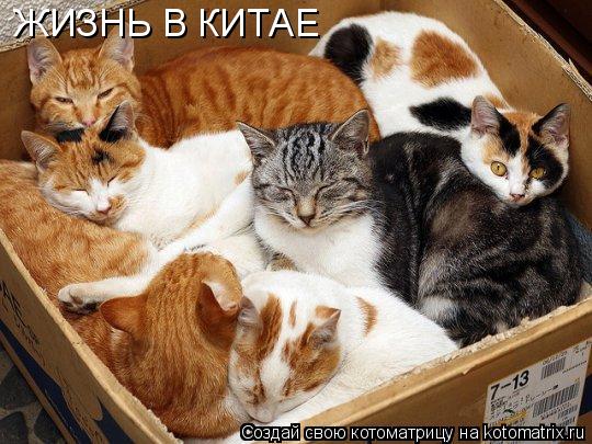 ЖИЗНЬ В КИТАЕ... Котоматрица: ЖИЗНЬ В КИТАЕ