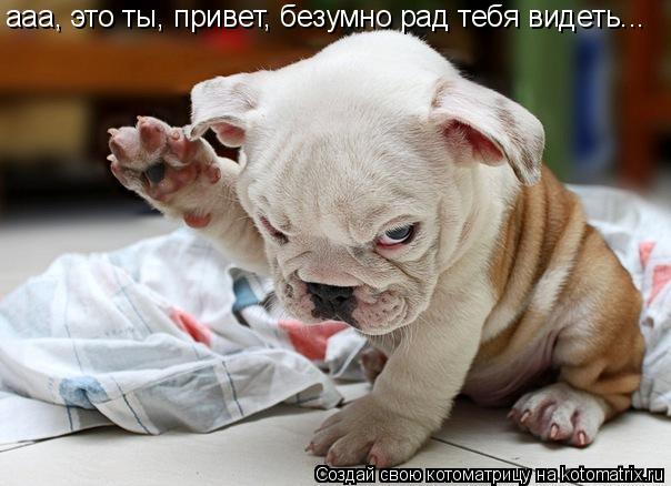 Котоматрица: ааа, это ты, привет, безумно рад тебя видеть...