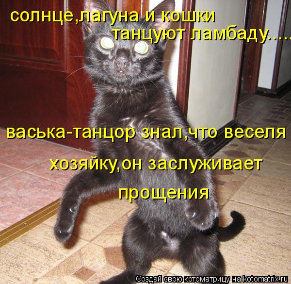 Котоматрица: солнце,лагуна и кошки васька-танцор знал,что веселя хозяйку,он заслуживает прощения танцуют ламбаду......