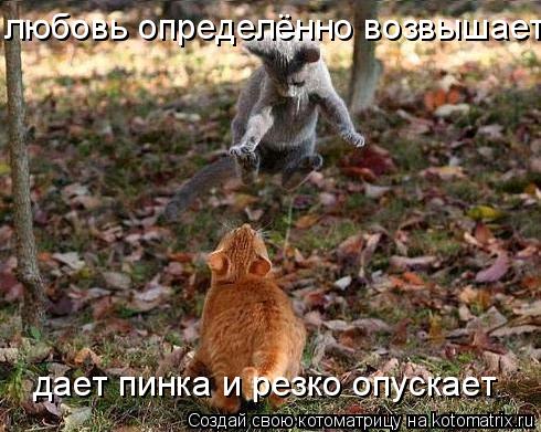 Котоматрица: дает пинка и резко опускает любовь определённо возвышает!