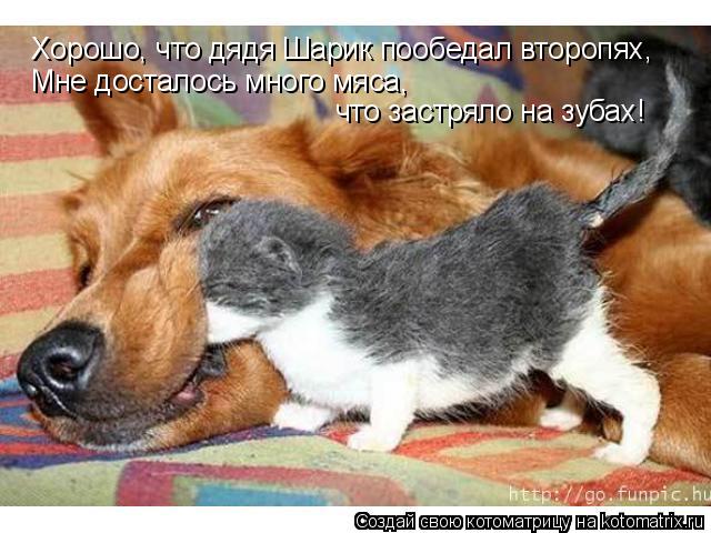 Котоматрица: Хорошо, что дядя Шарик пообедал второпях,  Мне досталось много мяса, что застряло на зубах!