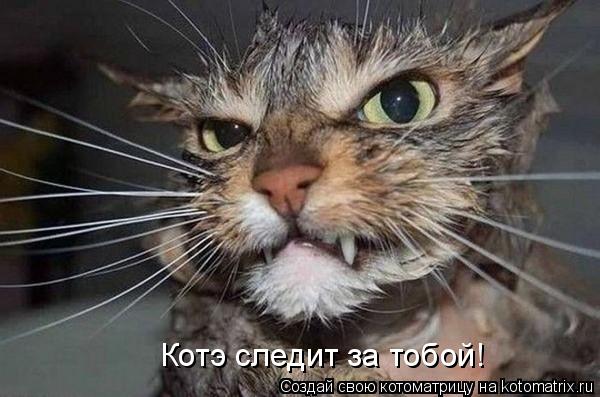 Котоматрица: Котэ следит за тобой!