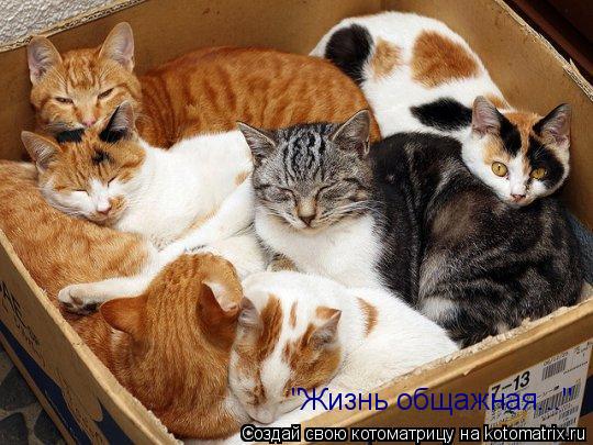 Котоматрица: "Жизнь общажная..."