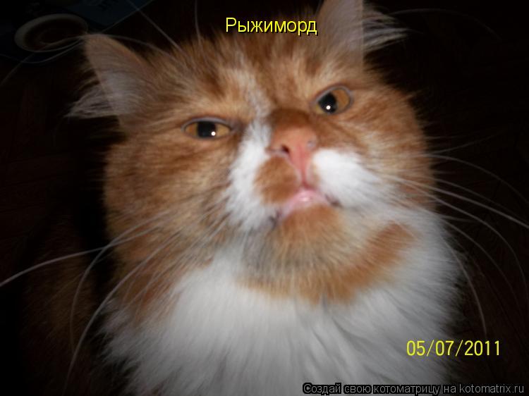 Котоматрица: Рыжиморд