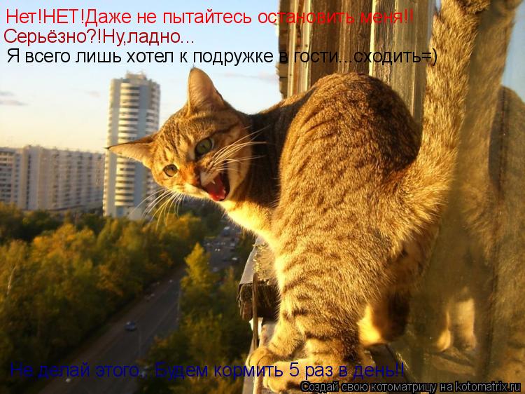 Котоматрица: Нет!НЕТ!Даже не пытайтесь остановить меня!! Не делай этого...Будем кормить 5 раз в день!! Серьёзно?!Ну,ладно... Я всего лишь хотел к подружке в го