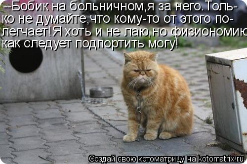 Котоматрица: --Бобик на больничном,я за него.Толь- ко не думайте,что кому-то от этого по- легчает!Я хоть и не лаю,но физиономию как следует подпортить могу!