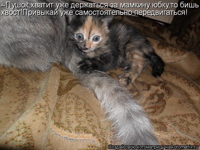 Котоматрица: --Пушок,хватит уже держаться за мамкину юбку,то бишь хвост!Привыкай уже самостоятельно передвигаться!