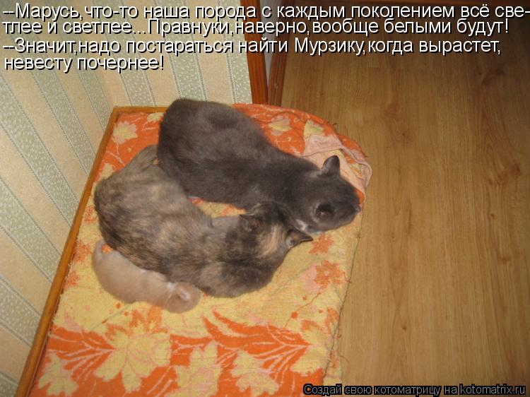 Котоматрица: --Марусь,что-то наша порода с каждым поколением всё све- тлее и светлее...Правнуки,наверно,вообще белыми будут! --Значит,надо постараться найт