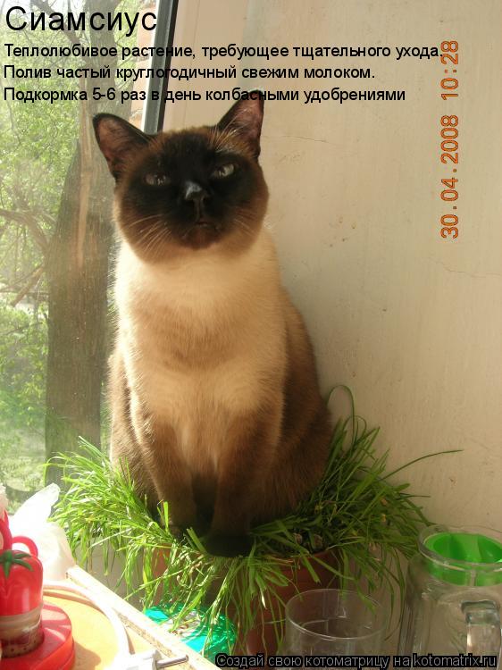 Котоматрица: Сиамсиус Теплолюбивое растение, требующее тщательного ухода. Полив частый круглогодичный свежим молоком. Подкормка 5-6 раз в день колбасны