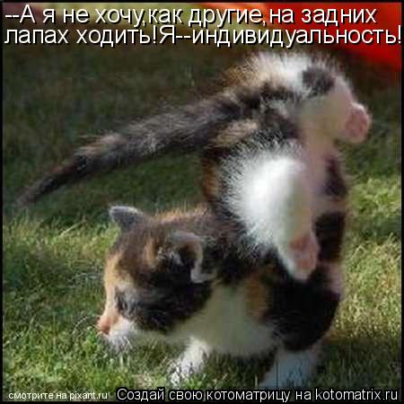 Котоматрица: --А я не хочу,как другие,на задних лапах ходить!Я--индивидуальность!