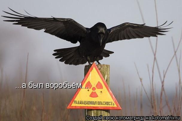 Котоматрица: ...а был воробьём...
