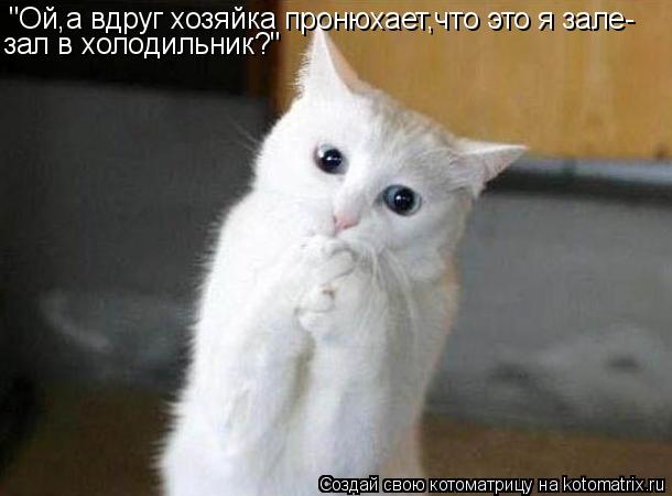 Котоматрица: "Ой,а вдруг хозяйка пронюхает,что это я зале- зал в холодильник?"