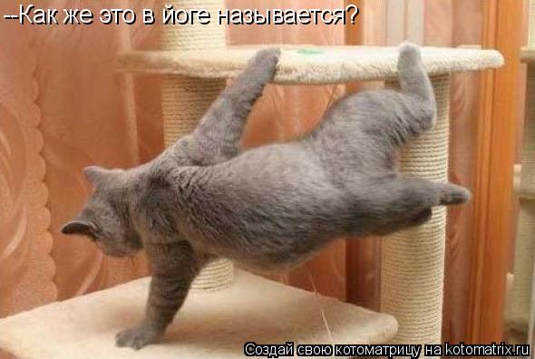 Котоматрица: --Как же это в йоге называется?