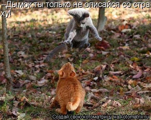 Котоматрица: --Дымок,ты только не описайся со стра- ху!