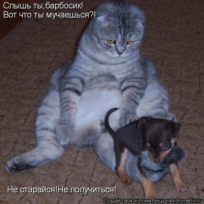 Слышь ты,барбосик! Вот что ты мучаешься?! Не старайся!Не получиться!... Котоматрица: Слышь ты,барбосик! Вот что ты мучаешься?! Не старайся!Не получиться!