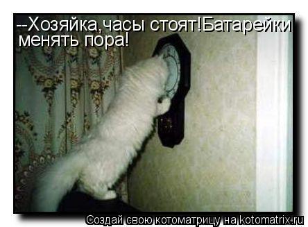 Котоматрица: --Хозяйка,часы стоят!Батарейки менять пора!