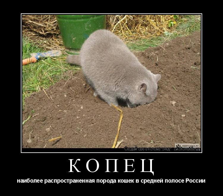КОПЕЦ наиболее распространенная порода кошек в средней полосе России... Котоматрица: КОПЕЦ наиболее распространенная порода кошек в средней полосе России