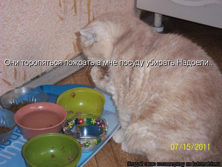Котоматрица: Они торопяться пожрать,а мне посуду убирать.Надоели..