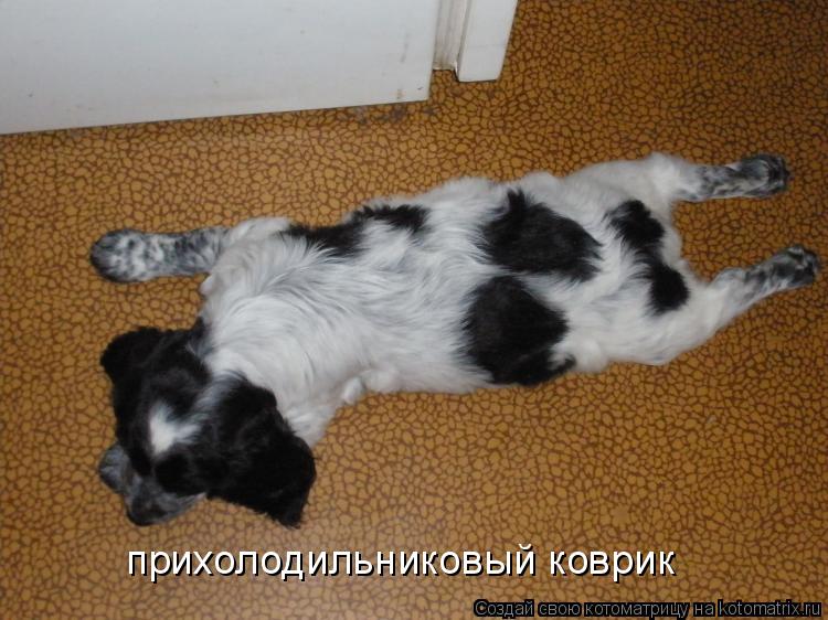 Котоматрица: прихолодильниковый коврик