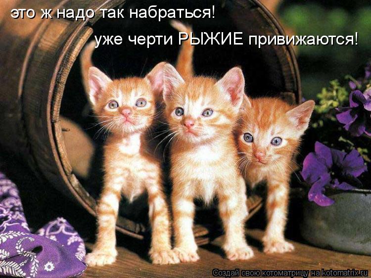 Котоматрица: это ж надо так набраться! уже черти РЫЖИЕ привижаются!
