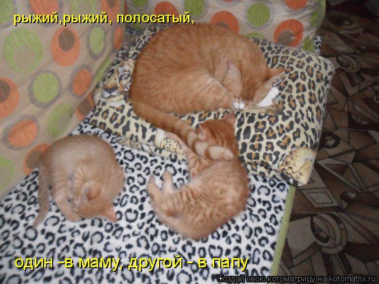рыжий,рыжий, полосатый, один -в маму, другой - в папу... Котоматрица: рыжий,рыжий, полосатый, один -в маму, другой - в папу
