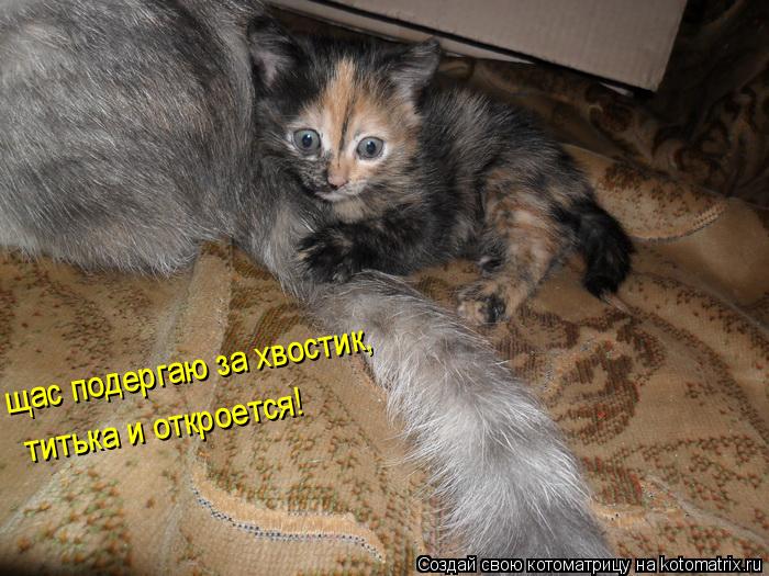 щас подергаю за хвостик, титька и откроется!... Котоматрица: щас подергаю за хвостик, титька и откроется!