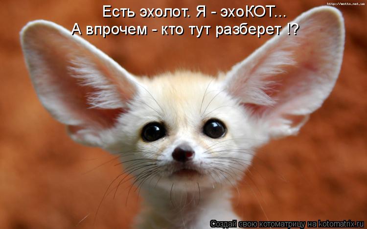 Есть эхолот. Я - эхоКОТ... А впрочем - кто тут разберет !?... Котоматрица: Есть эхолот. Я - эхоКОТ... А впрочем - кто тут разберет !?