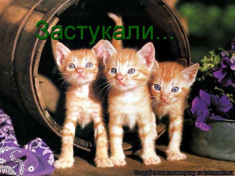 Котоматрица: Застукали...