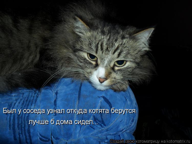 Котоматрица: Был у соседа узнал откуда котята берутся лучше б дома сидел...