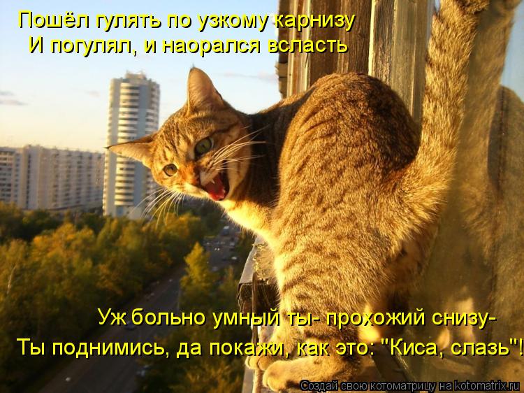 Пошёл гулять по узкому карнизу И погулял, и наорался всласть Уж больно умный ты- прохожий снизу- Ты п... Котоматрица: Пошёл гулять по узкому карнизу И погулял, и наорался всласть Уж больно умный ты- прохожий снизу- Ты поднимись, да покажи, как это: "Киса, слазь