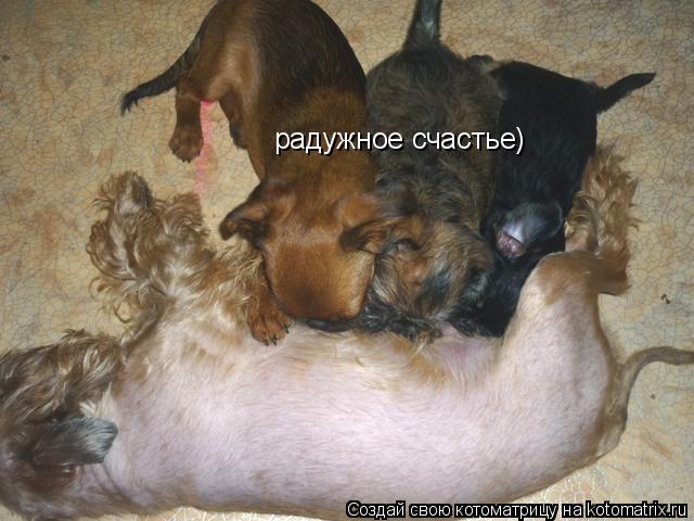 Котоматрица: радужное счастье)