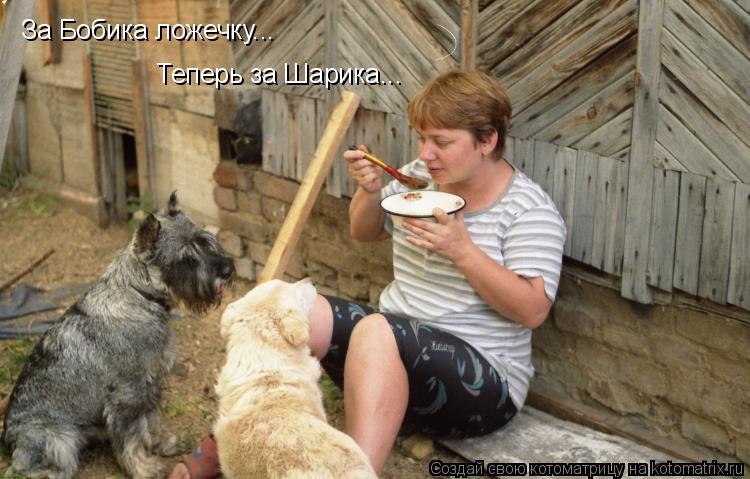 Котоматрица: За Бобика ложечку... Теперь за Шарика...