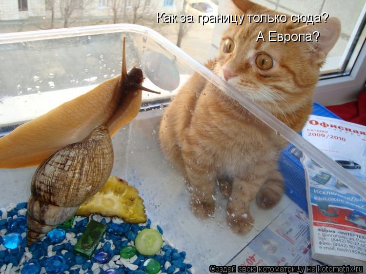 Котоматрица: Как за границу только сюда? А Европа?