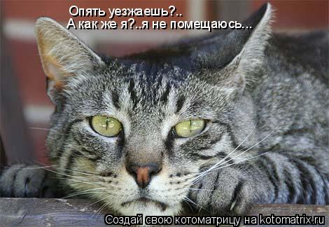 Котоматрица: Опять уезжаешь?.. А как же я?..я не помещаюсь...
