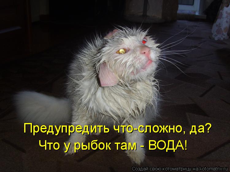 Предупредить что-сложно, да? Что у рыбок там - ВОДА!... Котоматрица: Предупредить что-сложно, да? Что у рыбок там - ВОДА!