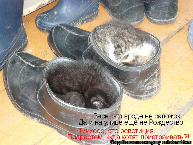 Котоматрица: Вась, это вроде не сапожок Да и на улице ещё не Рождество Тиихооо, это репетиция Подрастём, куда котят пристраивать?!